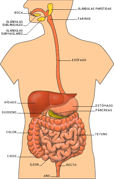 aparato digestivo